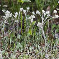 Antennaria howellii image