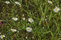 Image of Boltonia asteroides