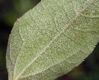 Helianthus hirsutus image