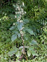 Image of Prenanthes altissima