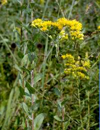 Solidago rigida image