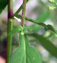 Symphyotrichum urophyllum image