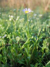 Astranthium ciliatum image