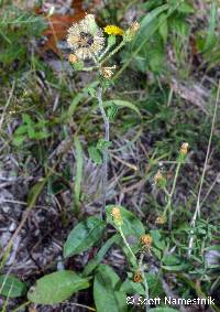 Hieracium scabrum image