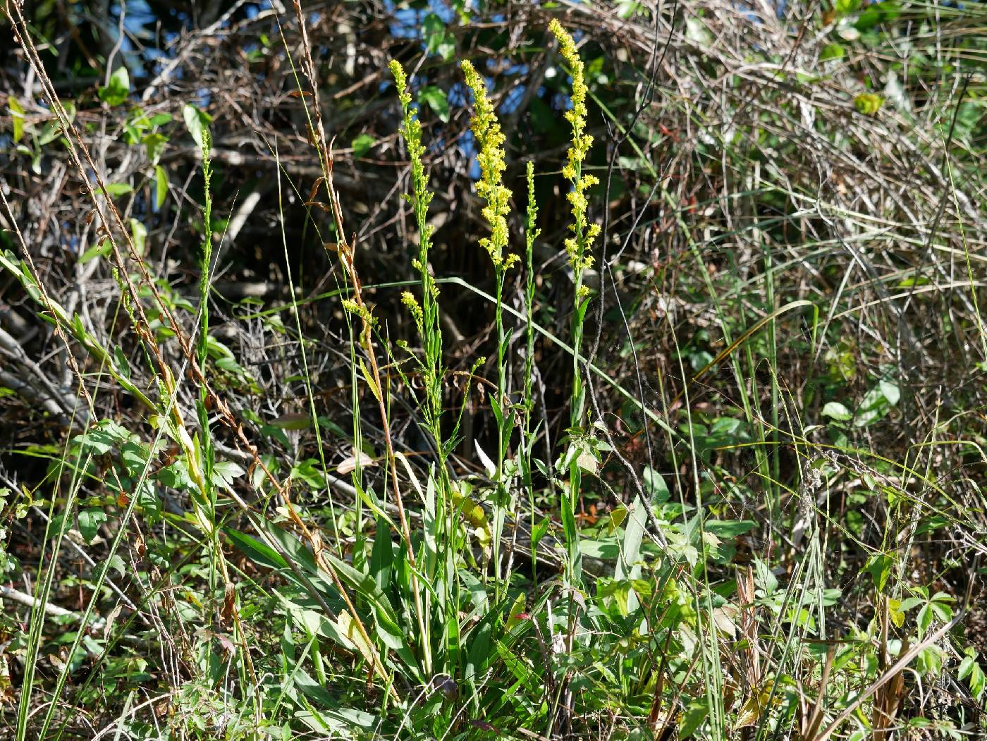 Solidago sempervirens var. mexicana image