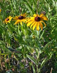 Rudbeckia hirta image