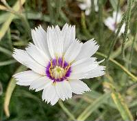 Image of Catananche caerulea