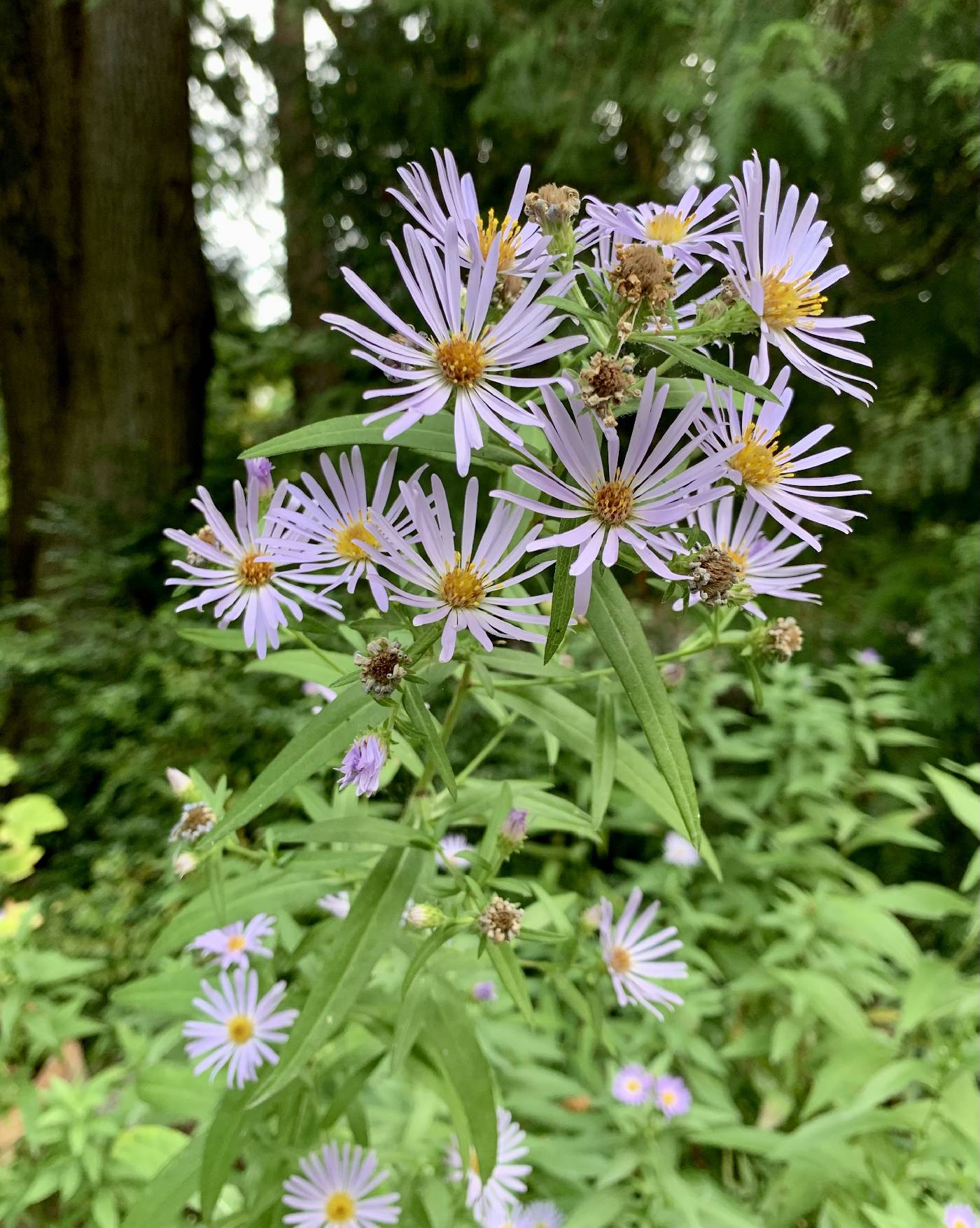 Symphyotrichum subspicatum image