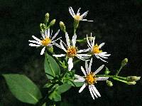 Image of Aster macrophyllus