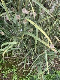 Catananche caerulea image