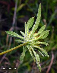 Bidens vulgata image