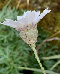 Catananche caerulea image