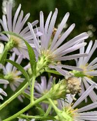 Symphyotrichum subspicatum image