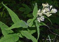 Eupatorium sessilifolium image