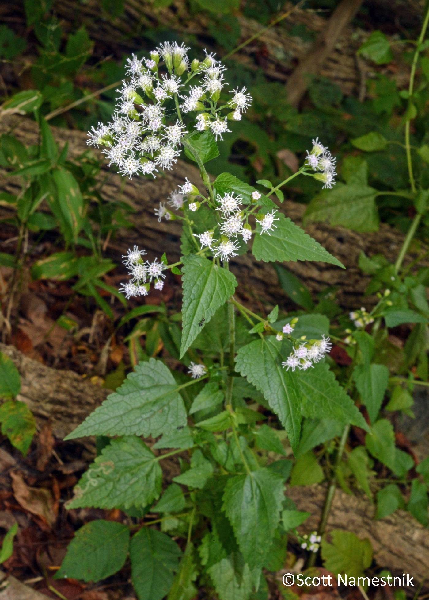 Fleischmannia incarnata image