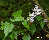 Fleischmannia incarnata image