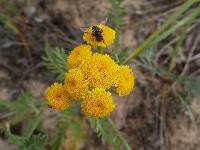 Tanacetum bipinnatum image