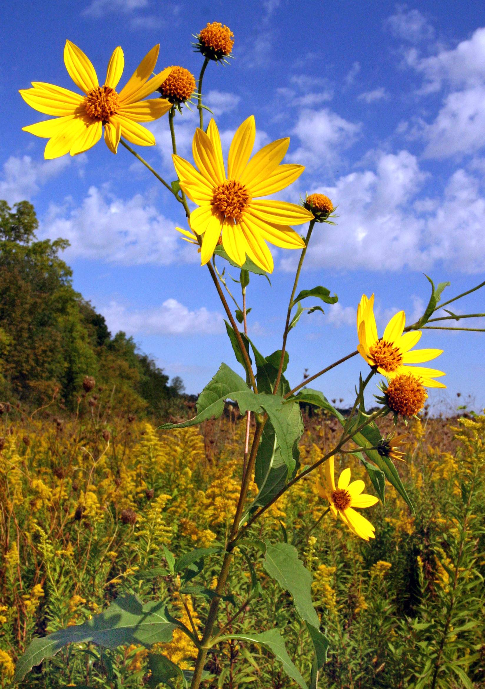 Helianthus tuberosus image