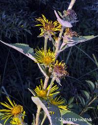 Image of Inula helenium