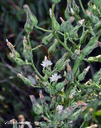 Lactuca biennis image