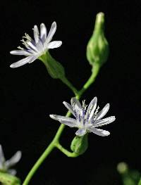 Image of Lactuca biennis