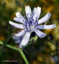 Image of Lactuca floridana