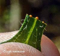 Lactuca hirsuta image