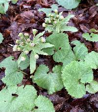 Image of Petasites japonicus