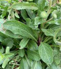 Erigeron glaucus image