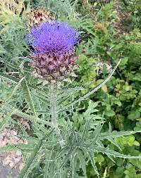 Image of Cynara cardunculus