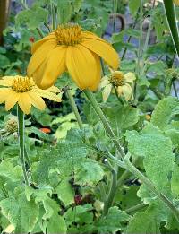 Tithonia tubaeformis image