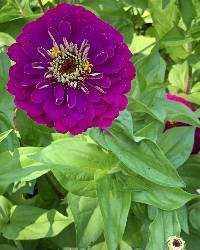 Zinnia violacea image