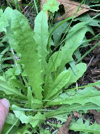 Crepis capillaris image