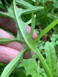 Crepis capillaris image