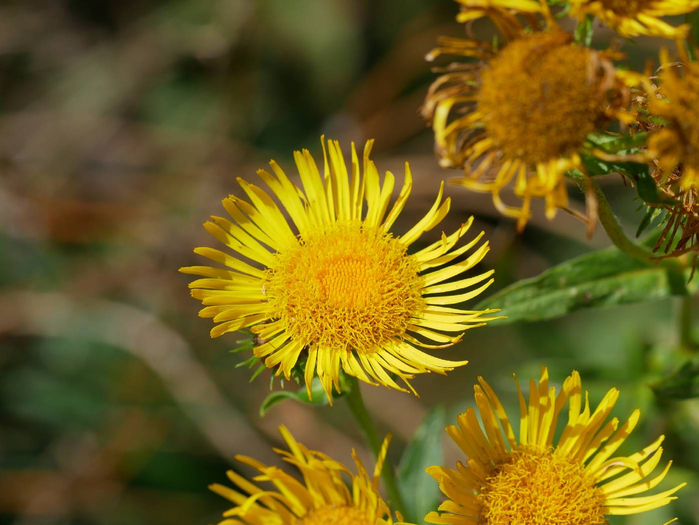 Inula britannica image