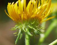 Inula britannica image