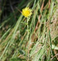 Inula britannica image