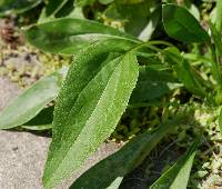 Inula britannica image