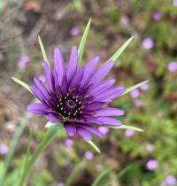 Tragopogon porrifolius image