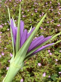 Tragopogon porrifolius image