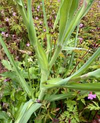 Tragopogon porrifolius image