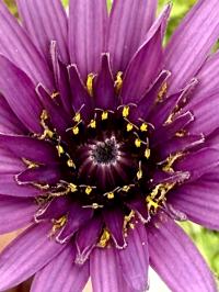 Tragopogon porrifolius image