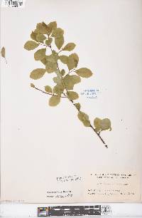 Rhamnus alnifolia image