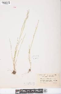 Agrostis elliottiana image