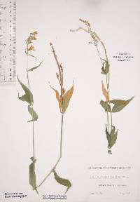 Silene stellata image