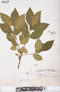 Rhamnus alnifolia image