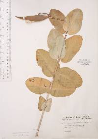 Asclepias amplexicaulis image