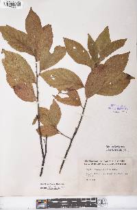 Rhamnus alnifolia image