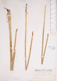 Eleocharis equisetoides image