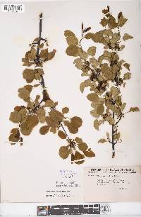 Rhamnus cathartica image